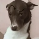 Կպչուն պիտակ