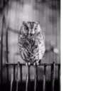 স্টিকার