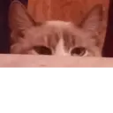 স্টিকার