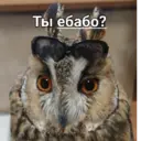 স্টিকার