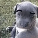 స్టికర్