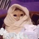 Կպչուն պիտակ