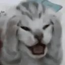 Կպչուն պիտակ