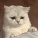 Կպչուն պիտակ