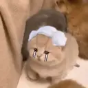 Կպչուն պիտակ