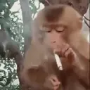 ස්ටිකර්