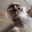 ස්ටිකර්