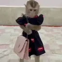 ස්ටිකර්