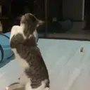 สติกเกอร์