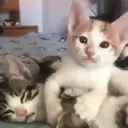 สติกเกอร์