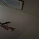 Կպչուն պիտակ