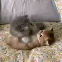 ស្ទីកเกอร์