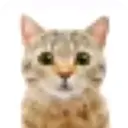 ස්ටිකර්