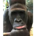 స్టికర్