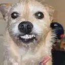 స్టికర్