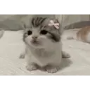 স্টিকার