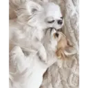 স্টিকার