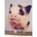 স্টিকার