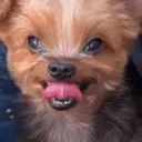 สติกเกอร์