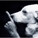 ස්ටිකර්