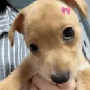 ස්ටිකර්