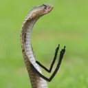 ස්ටිකර්