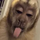 สติกเกอร์