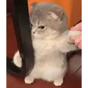 ස්ටිකර්