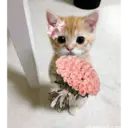 ස්ටිකර්