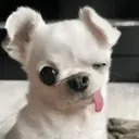 স্টিকার