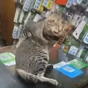 ស្ទីកเกอร์