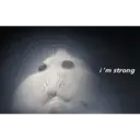 స్టికర్