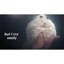 స్టికర్