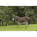 స్టికర్