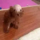 ස්ටිකර්