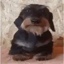 ස්ටිකර්