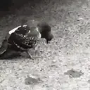 స్టికర్