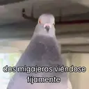 ஸ்டிக்கர்