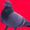 ஸ்டிக்கர்