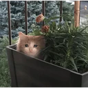 สติกเกอร์