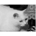 สติกเกอร์