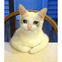 สติกเกอร์