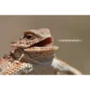 স্টিকার