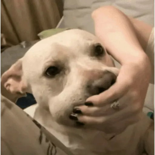 ස්ටිකර්