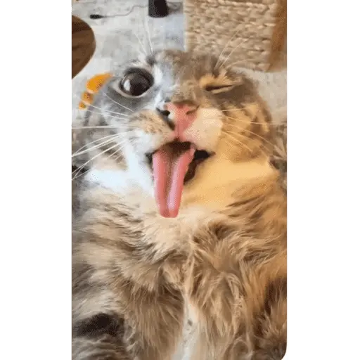 Կպչուն պիտակ