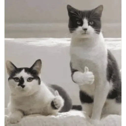 Կպչուն պիտակ