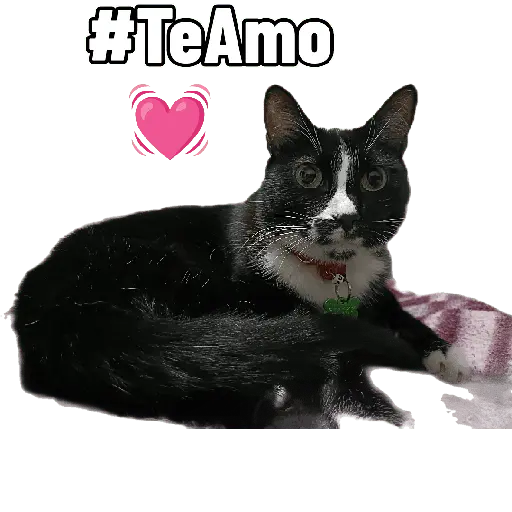 ස්ටිකර්