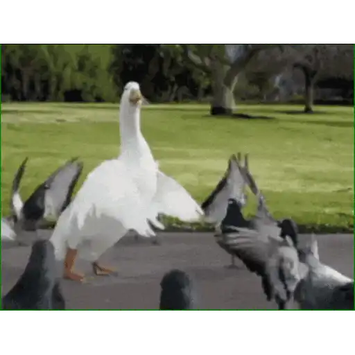 สติกเกอร์