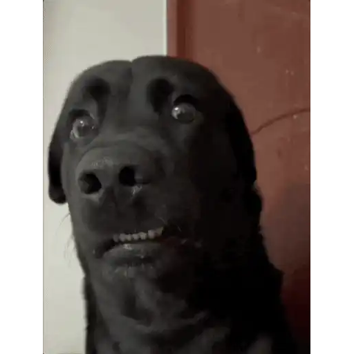 สติกเกอร์