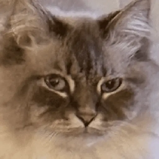 สติกเกอร์